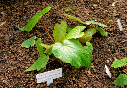 Begonia formosana - Shinjuku Gyo-en Greenhouse - Tokyo, Japan - DSC05820