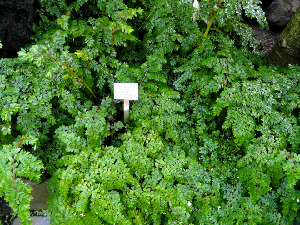 Begonia foliosa var. miniata - Palmengarten Frankfurt - DSC01862
