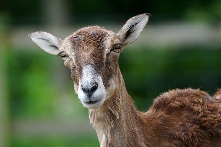 Animal portrait attention curious