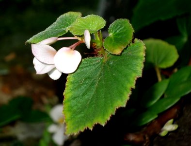 Begonia dipetala - Botanischer Garten, Dresden, Germany - DSC08627
