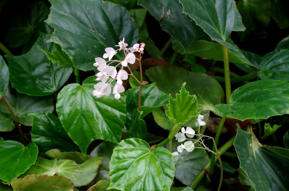 Begonia convolvulacea - Kew Gardens