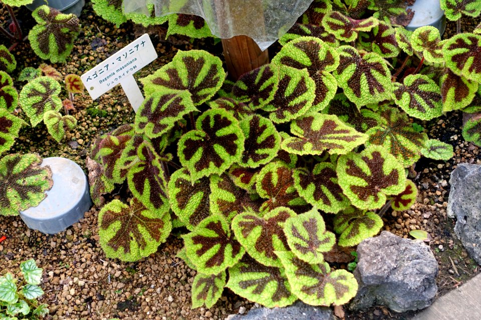 Begonia masoniana - Shinjuku Gyo-en Greenhouse - Tokyo, Japan - DSC05879