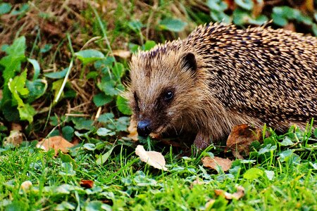 Nature garden mammal