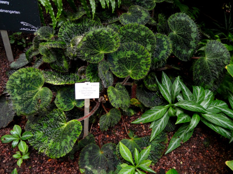 Begonia sizemoreae - Palmengarten Frankfurt - DSC01835