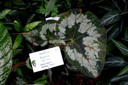 Begonia rex - Botanischer Garten - Heidelberg, Germany - DSC00987