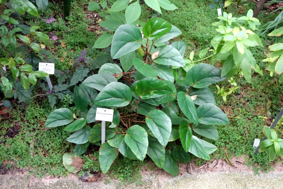 Begonia poculifera - Botanischer Garten, Dresden, Germany - DSC08553