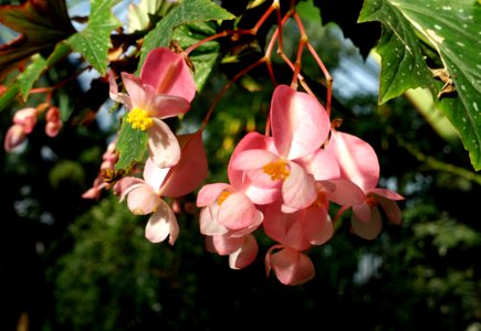 Begonia in Wilhelma Zoo - Stuttgart, Germany - DSC01804