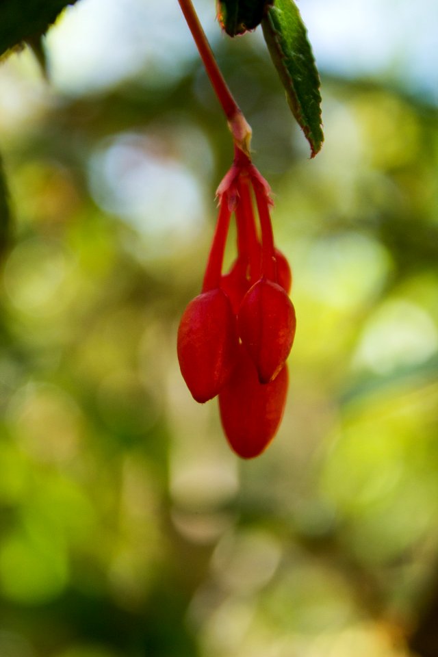 Begonia fuchsioides - Botanischer Garten Dresden