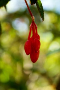 Begonia fuchsioides - Botanischer Garten Dresden