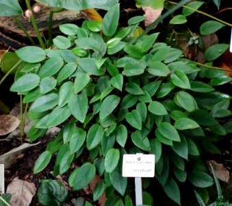 Begonia elaeagnifolia (Begonia schultzei) - Botanischer Garten, Dresden, Germany - DSC08573