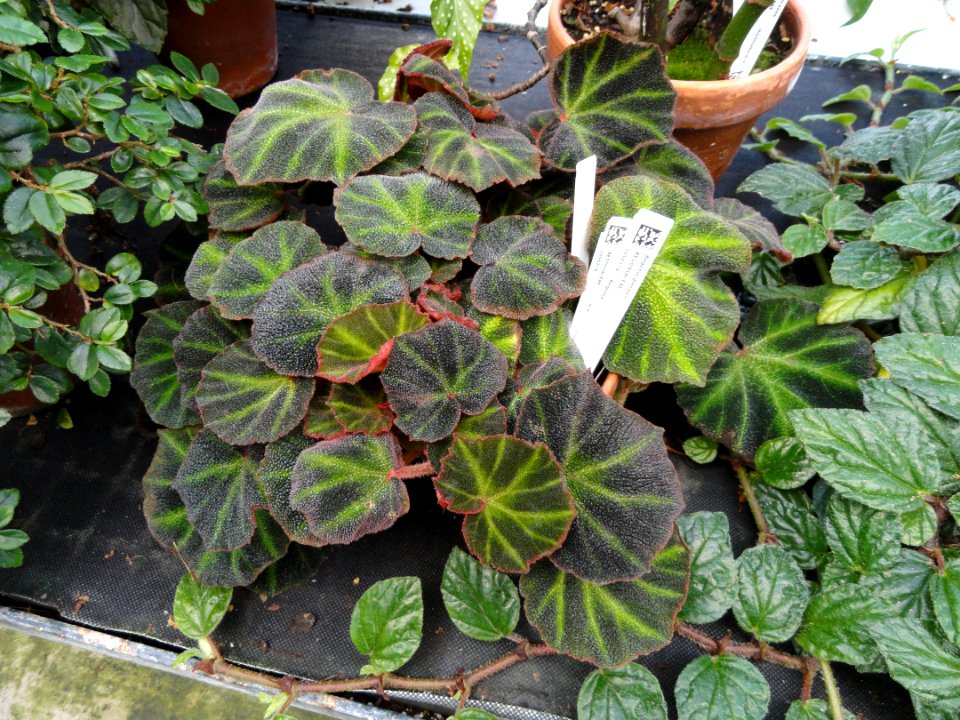 Begonia glaziovii - Lyman Plant House, Smith College - DSC04205