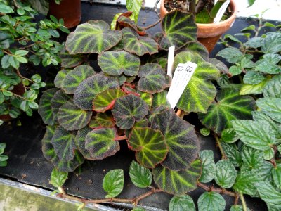Begonia glaziovii - Lyman Plant House, Smith College - DSC04205