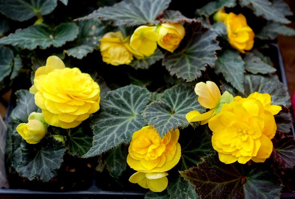Begonia 'Mocca Yellow' - DSC06398
