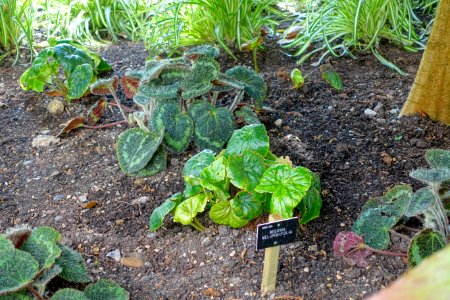 Begonia nelumbiifolia - Savill Garden - Windsor Great Park, England - DSC06132
