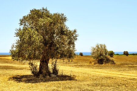Landscape mediterranean nature