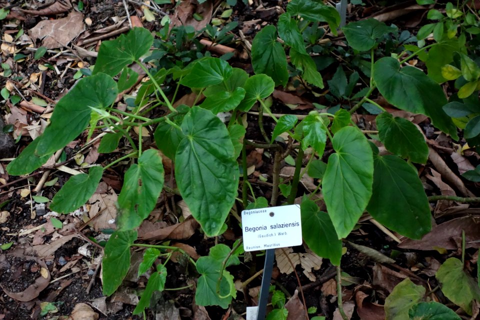 Begonia salaziensis - Botanischer Garten, Dresden, Germany - DSC08610
