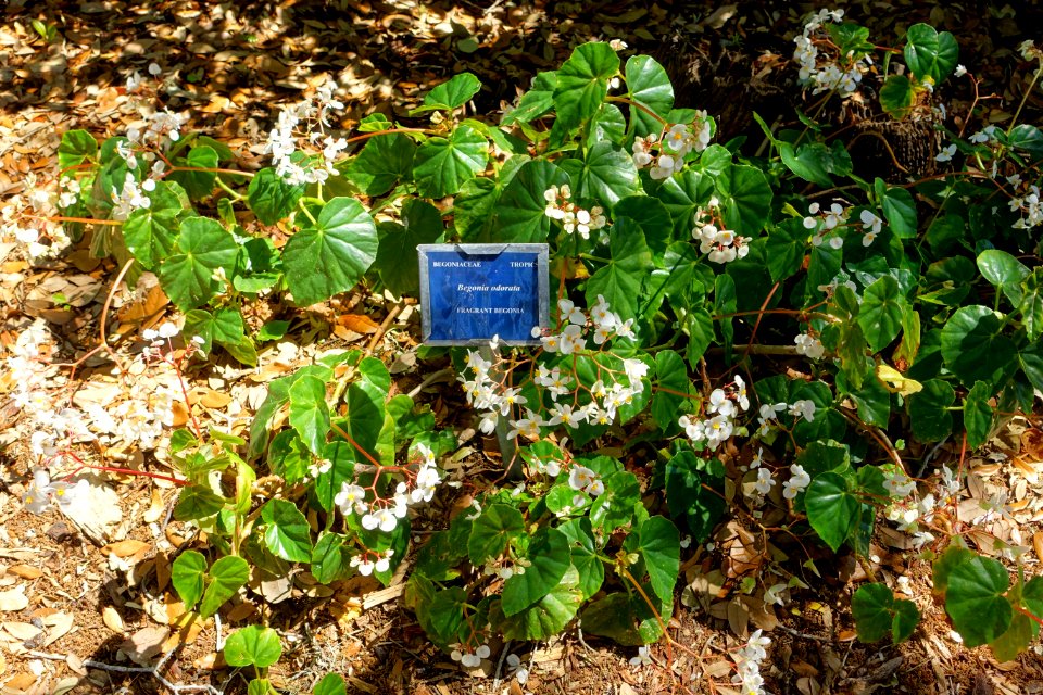 Begonia obliqua (Begonia odorata) - Marie Selby Botanical Gardens - Sarasota, Florida - DSC01648