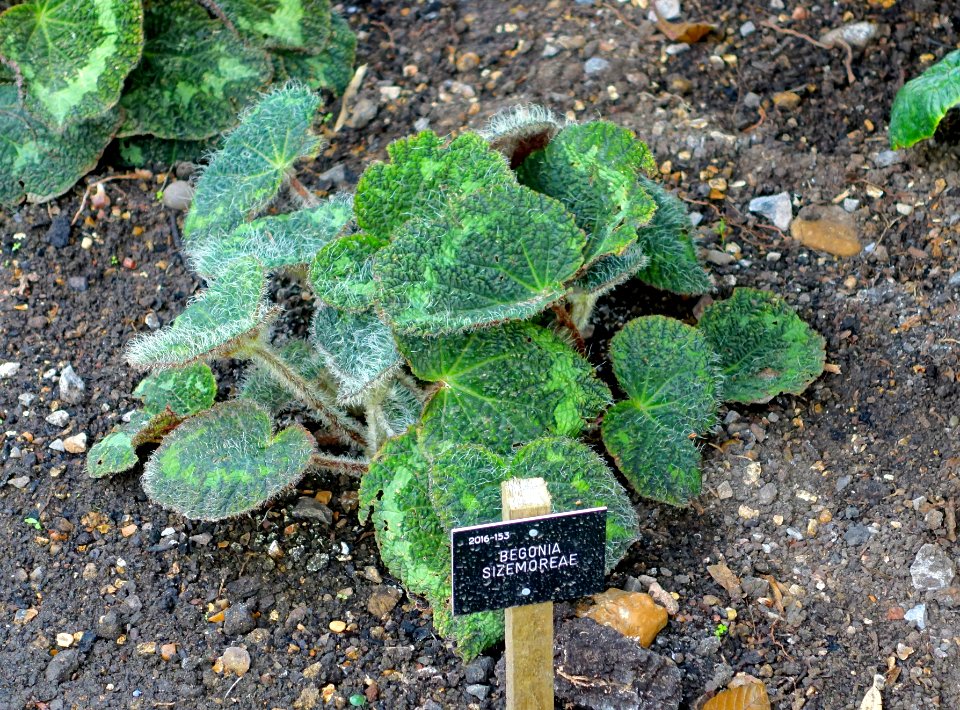 Begonia sizemoreae - Savill Garden - Windsor Great Park, England - DSC06130