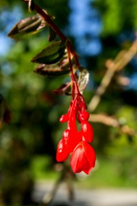 Begonia fuchsioides - Botanischer Garten Dresden (5)