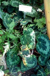 Begonia sizemoreae - Bergianska trädgården - Stockholm, Sweden - DSC00460