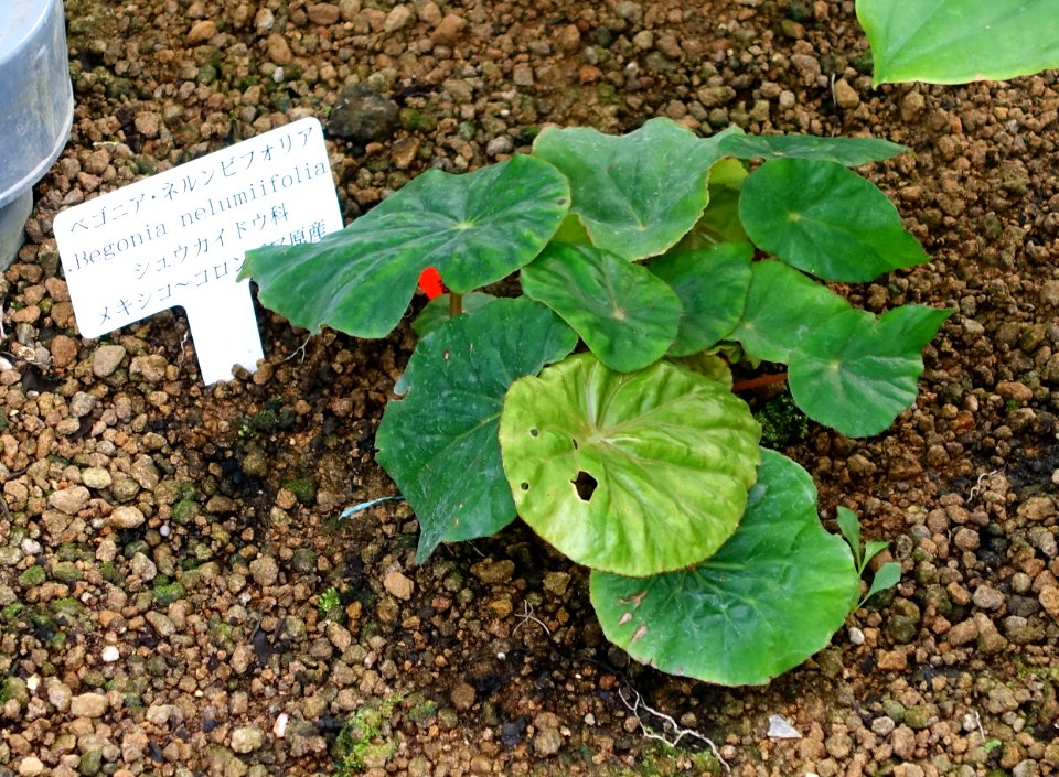 Begonia nelumbiifolia - Shinjuku Gyo-en Greenhouse - Tokyo, Japan - DSC05883