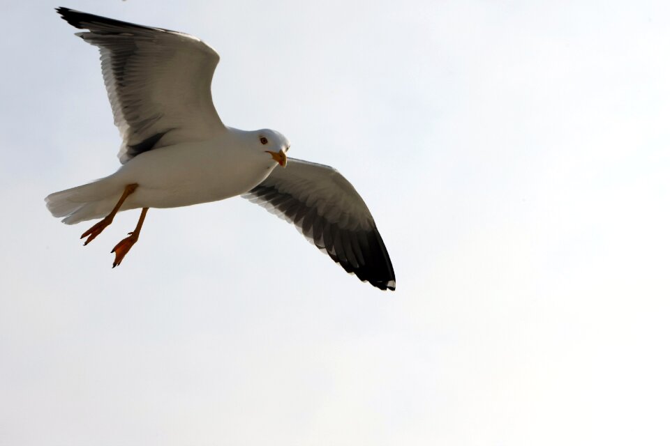 Sky animal water bird