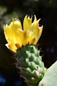 Cactus prickly spur photo