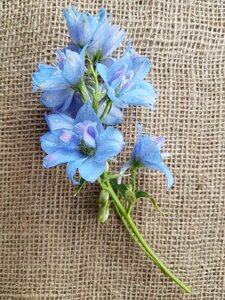 Larkspur decoupage ostróżki