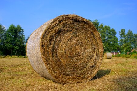 Field summer food