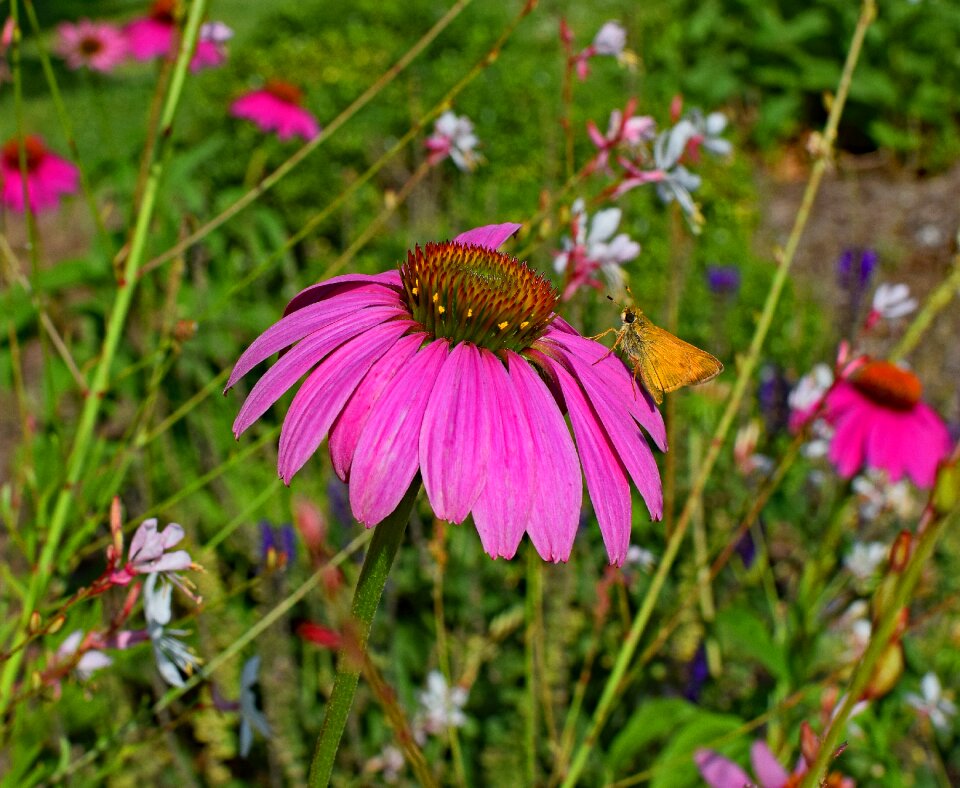 Echinacea cone flower medicinal