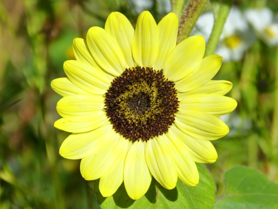 Helianthus annuus flower yellow