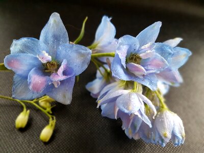 Flowers larkspur ostróżki
