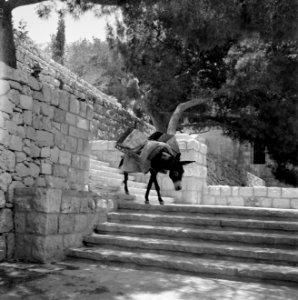 Beladen ezel op een trap die tegen een heuvel is aangelegd, Bestanddeelnr 255-4251 photo
