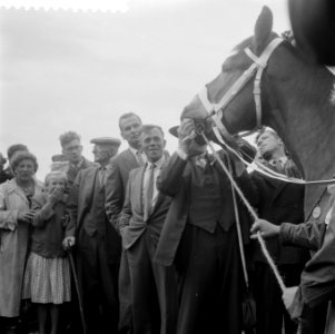 Belangstelling voor het bekroonde paard, Bestanddeelnr 908-9037