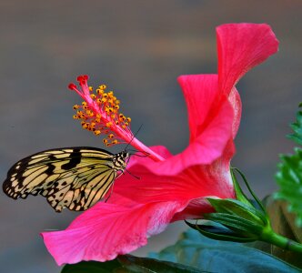 Red pistil butterfly
