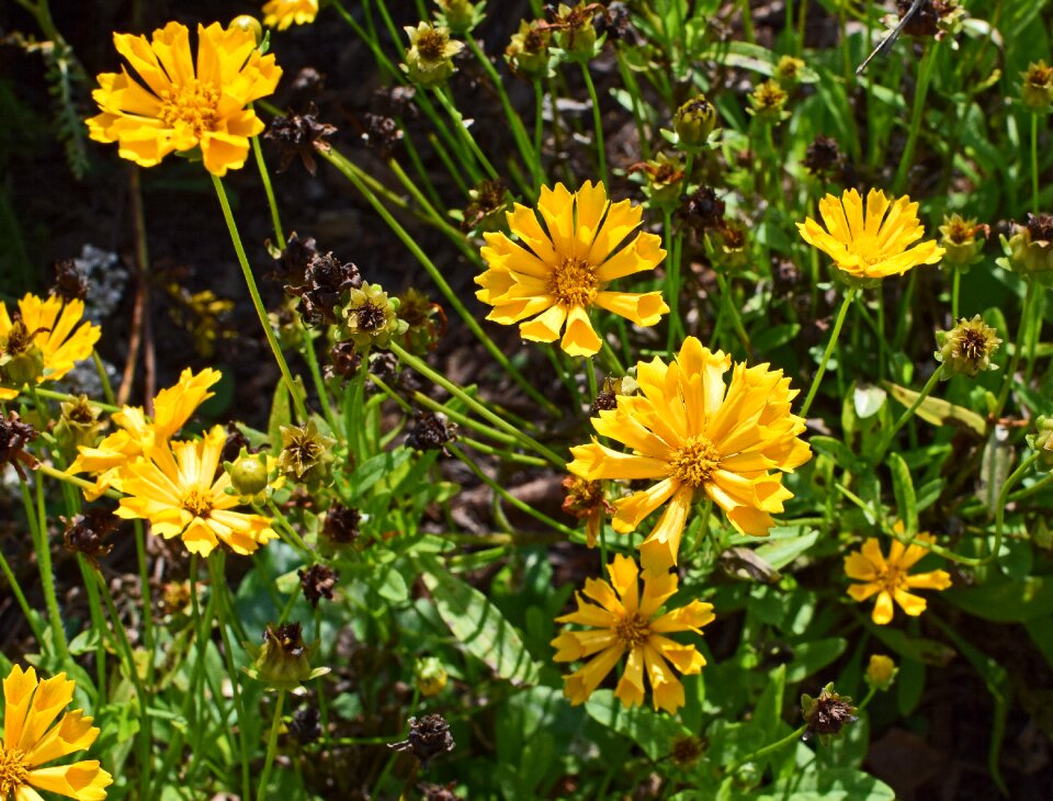 Bloom nature plant photo