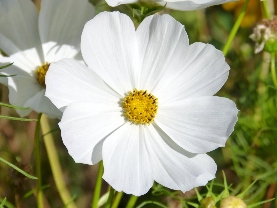 White cosmos cosmos bipinnatus mirasol
