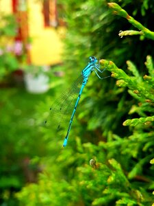 Ważka dragonflies insects