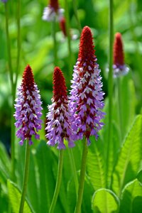 Blossom bloom plant