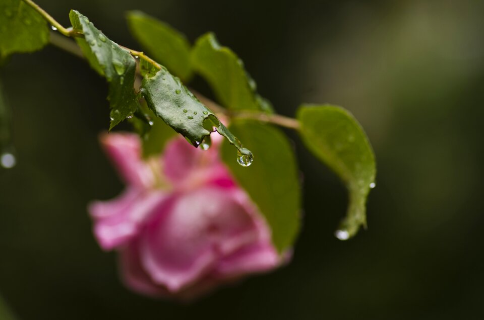 Raindrop pink garden