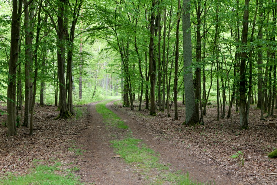 Behrensbrück forest 2020-05-10 14