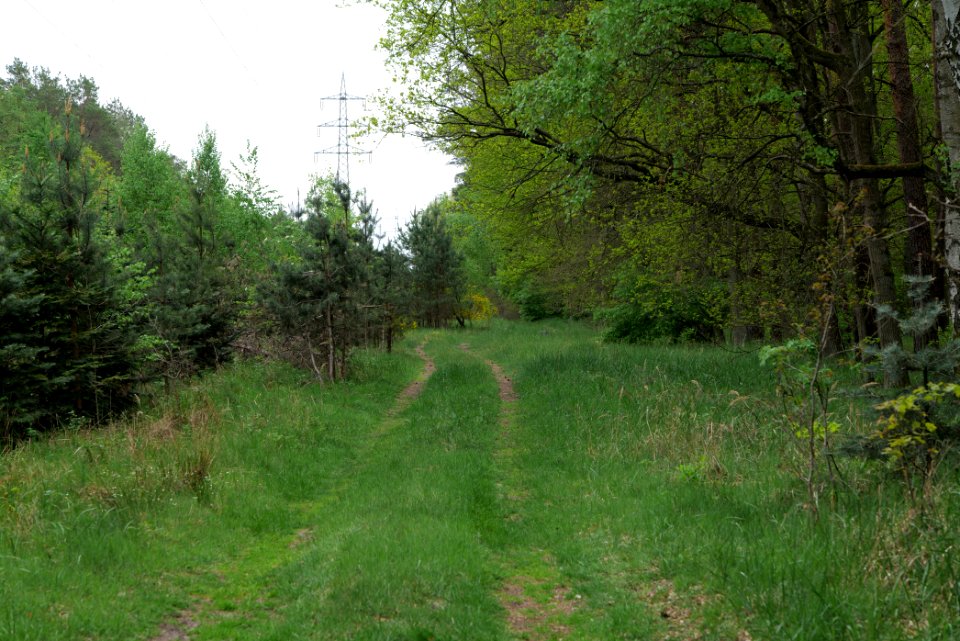 Behrensbrück forest 2020-05-10 17