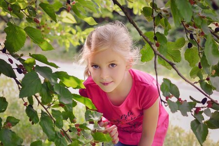 Summer fruits berries