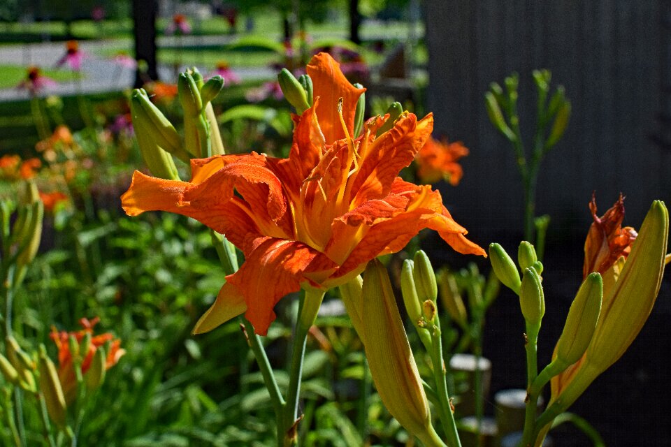 Bud flower blossom