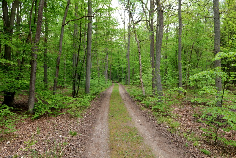 Behrensbrück forest 2020-05-10 05