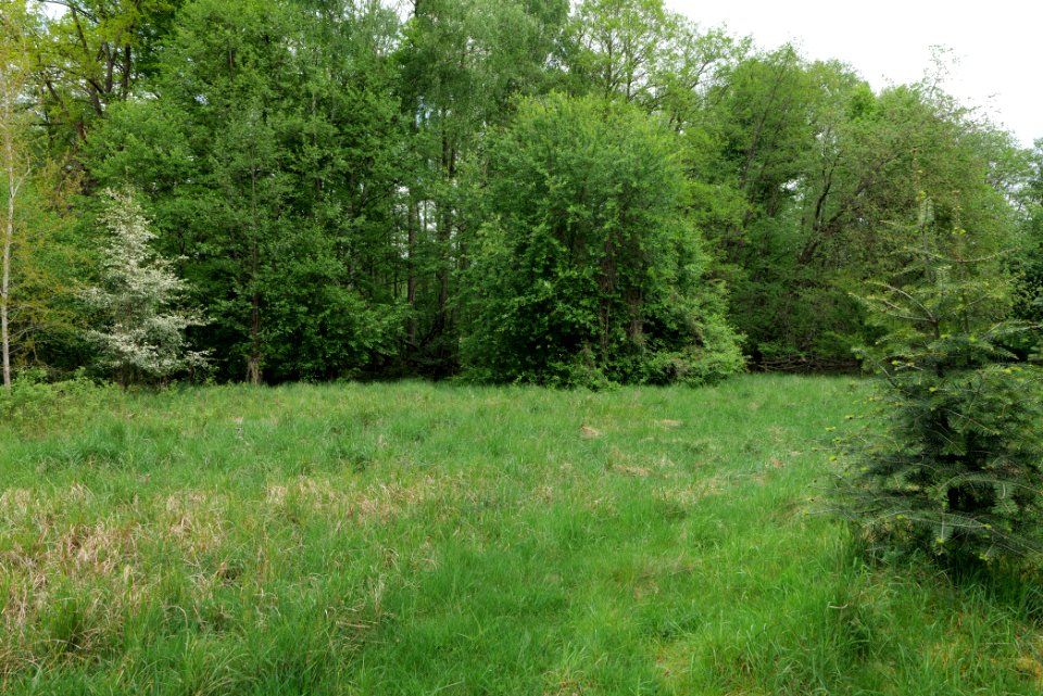 Behrensbrück forest 2020-05-10 23
