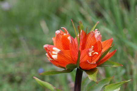 Flower garden plant