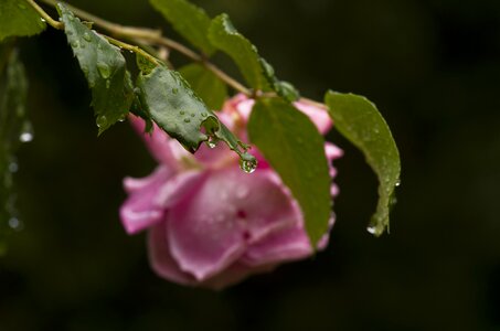 Raindrop pink garden photo