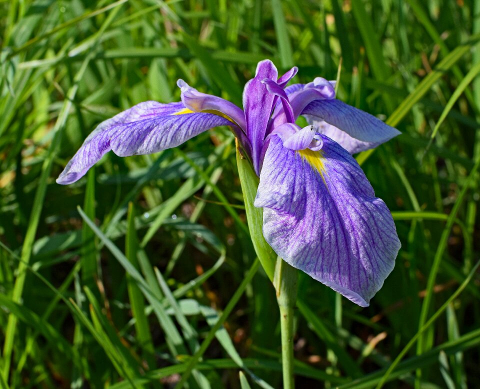 Bloom plant garden photo