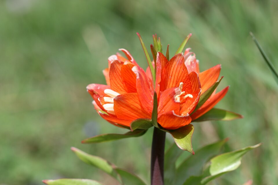 Flower garden plant